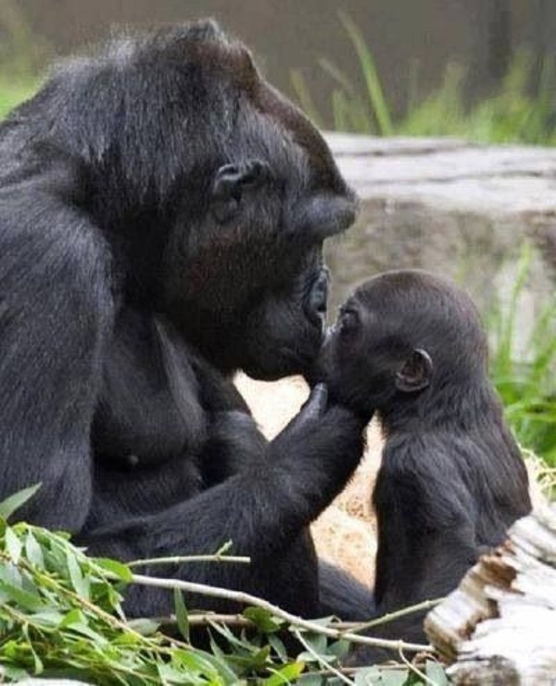 Детеныш гориллы