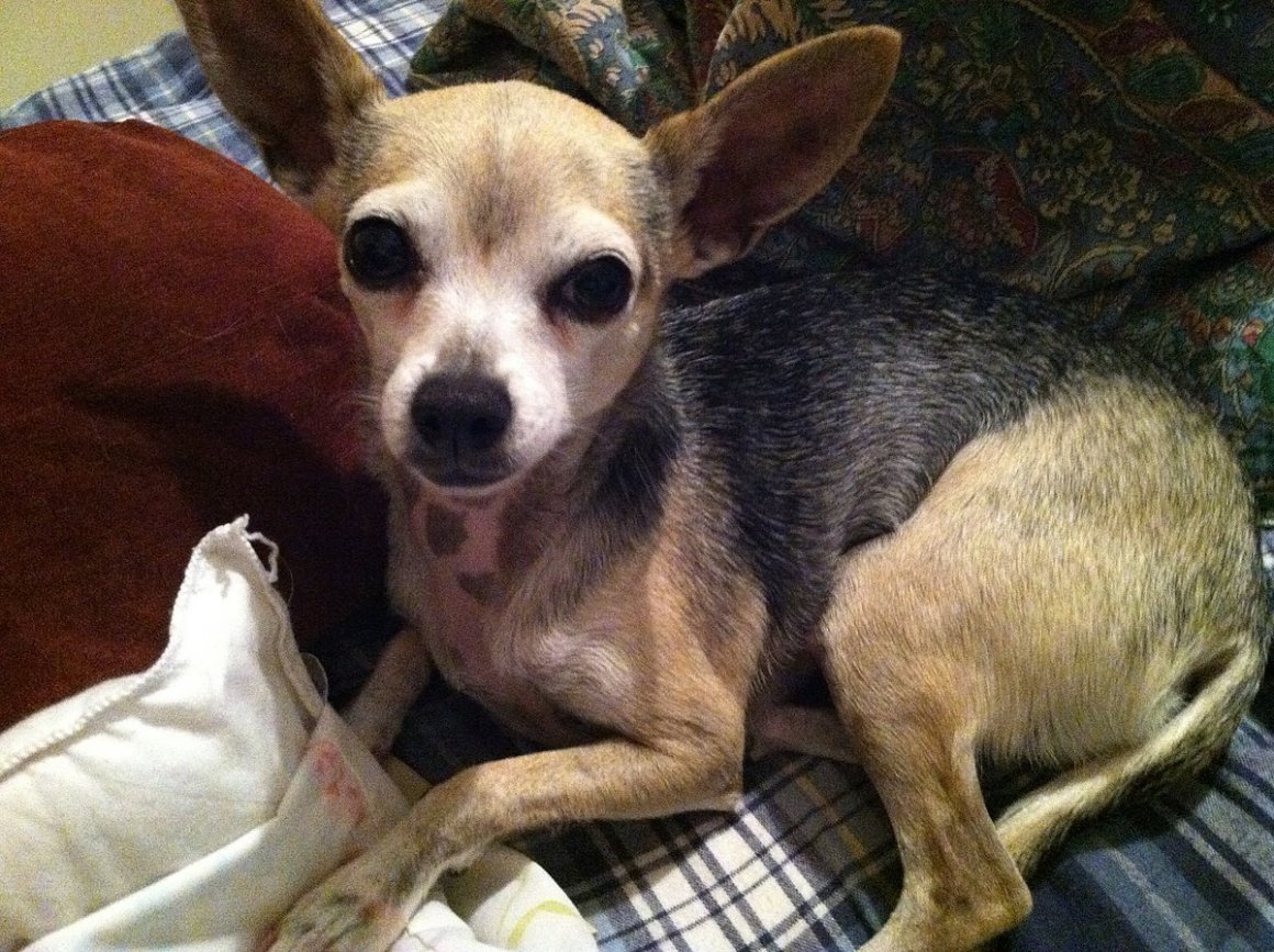 Чихуахуа Блу