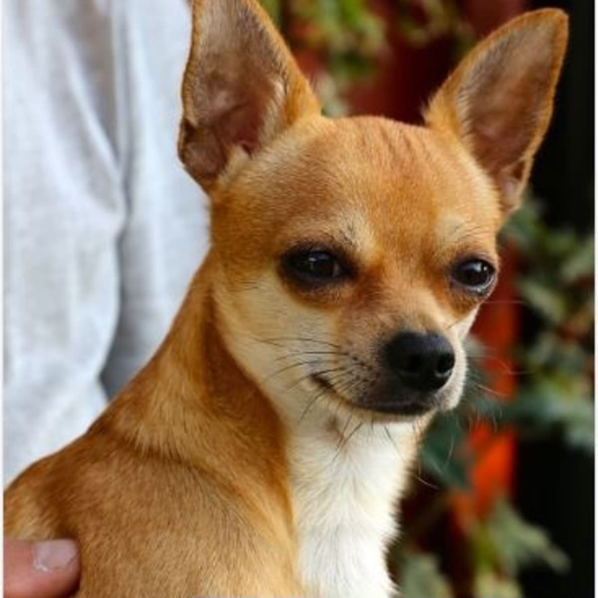 Чихуахуа с длинным носом