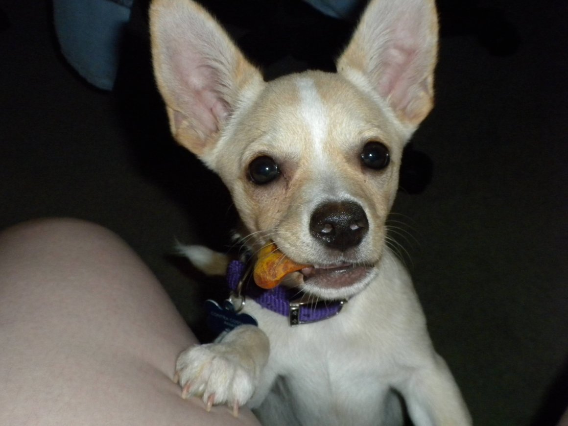 Чихуахуа Тип кобби