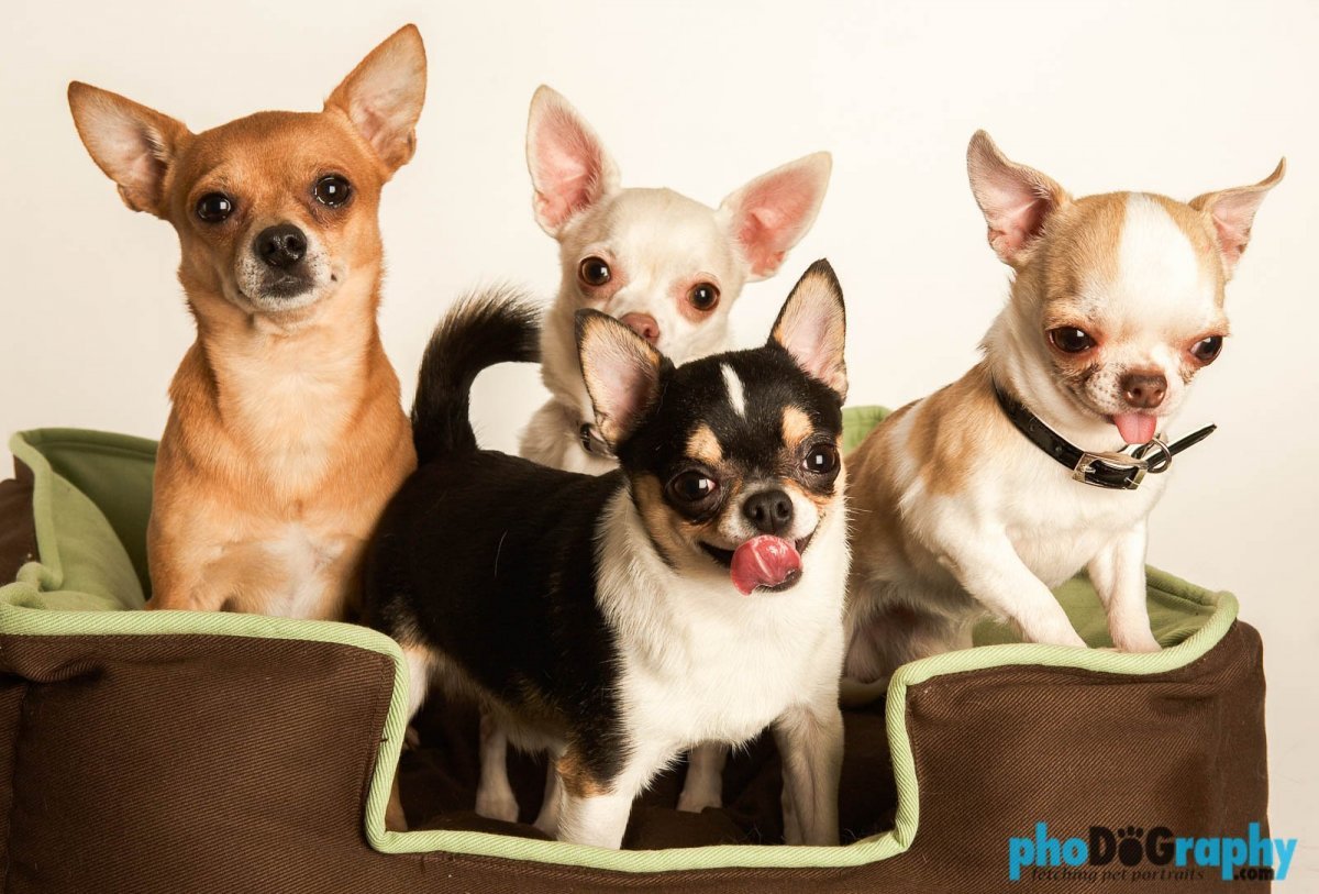 Чихуахуа породы Дир