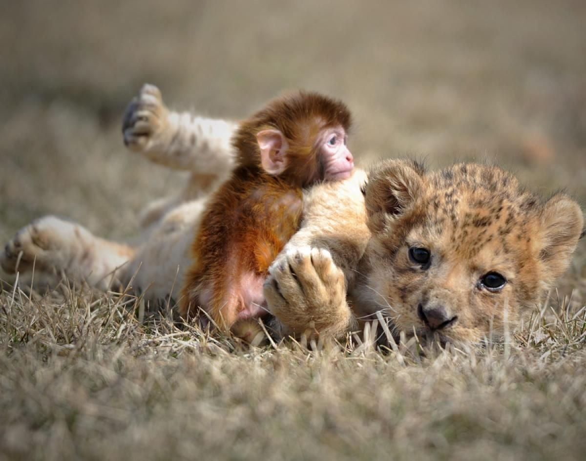 Трогательные животные