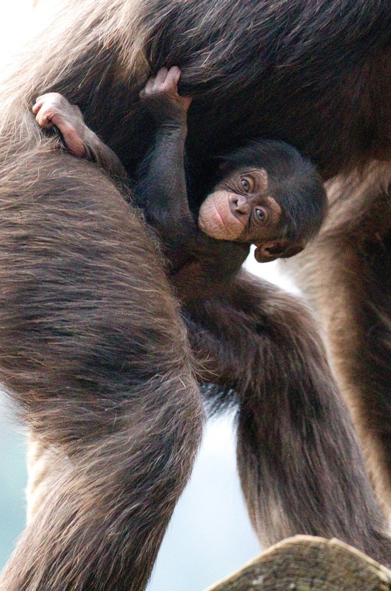 Обезьяна висит на маме