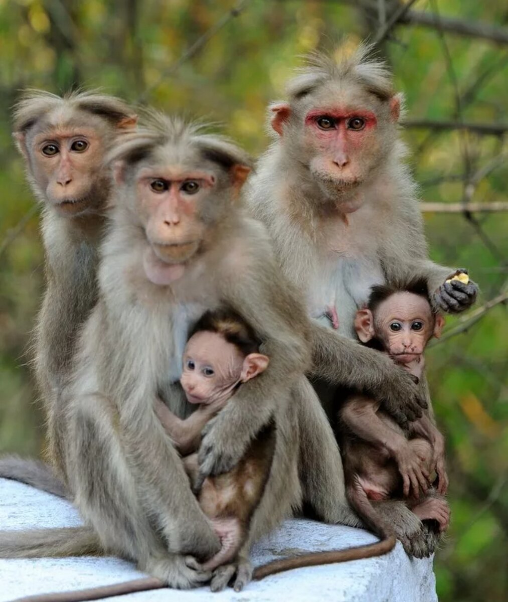 Макаки семья