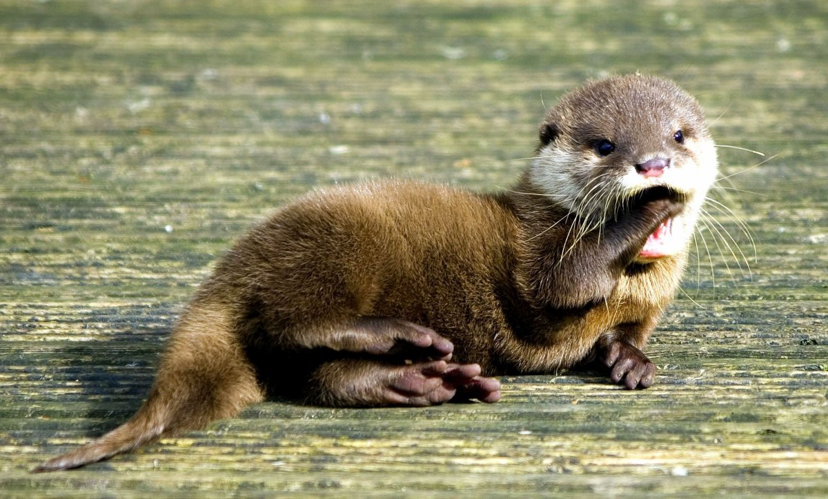 Среднеазиатская выдра