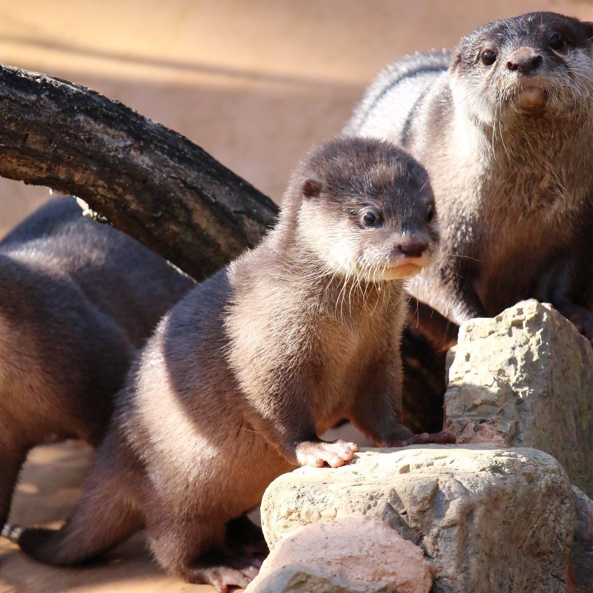 Детеныши калана морской выдры