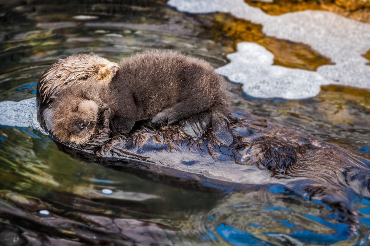 Детеныши калана морской выдры