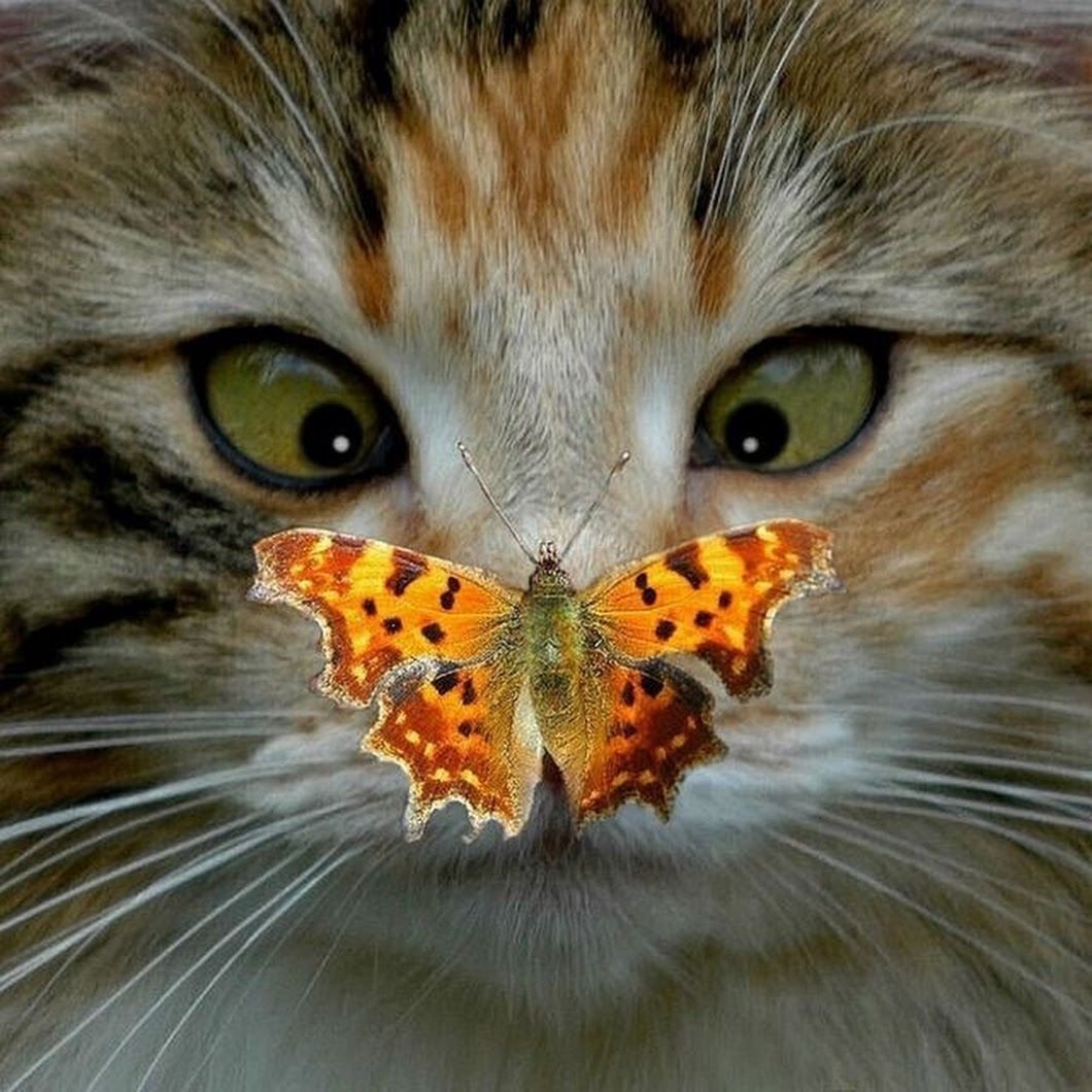 Котики Эстетика