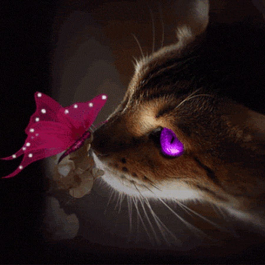 Котик с бабочкой на носу