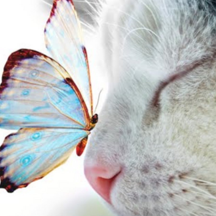 Черно белые с цветными элементами