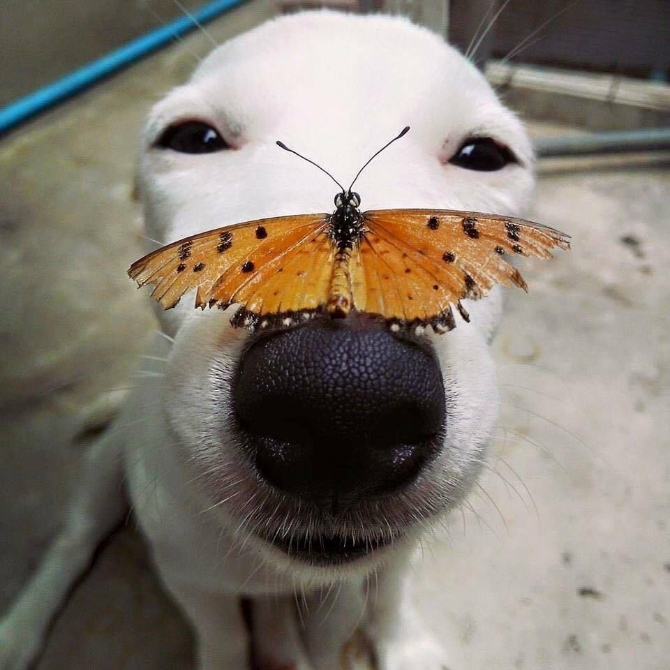 Котик с бабочкой