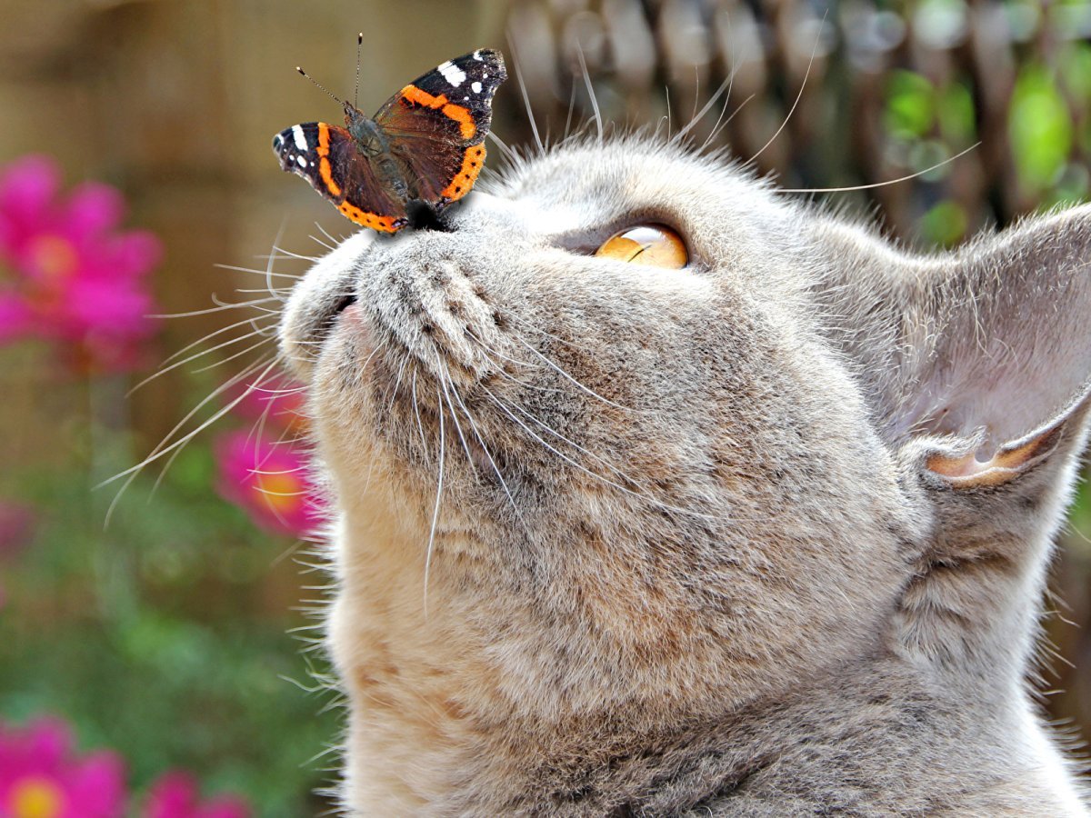 Беззаботный кот в интернете