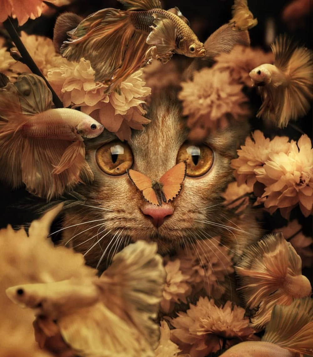 Фэнтези кошки