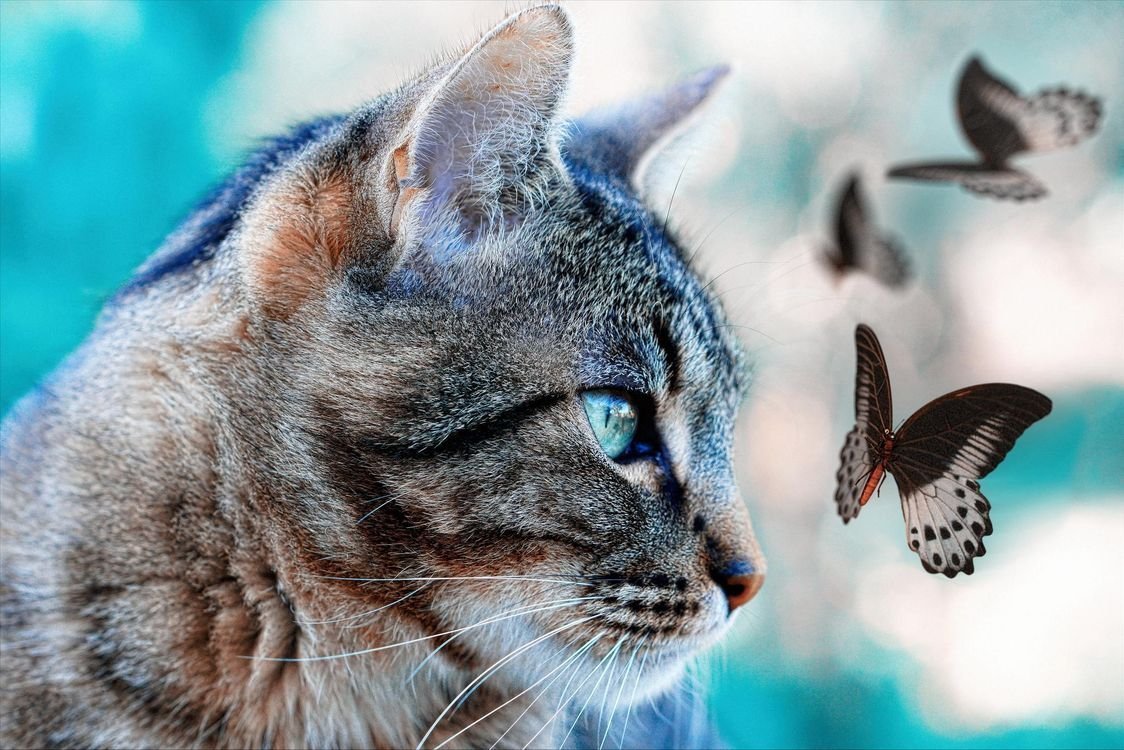 Кошка с бабочкой на носу рисунок