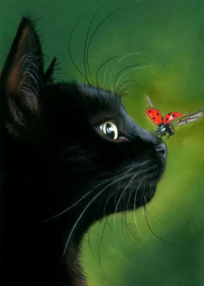 Кот с бабочкой на носу