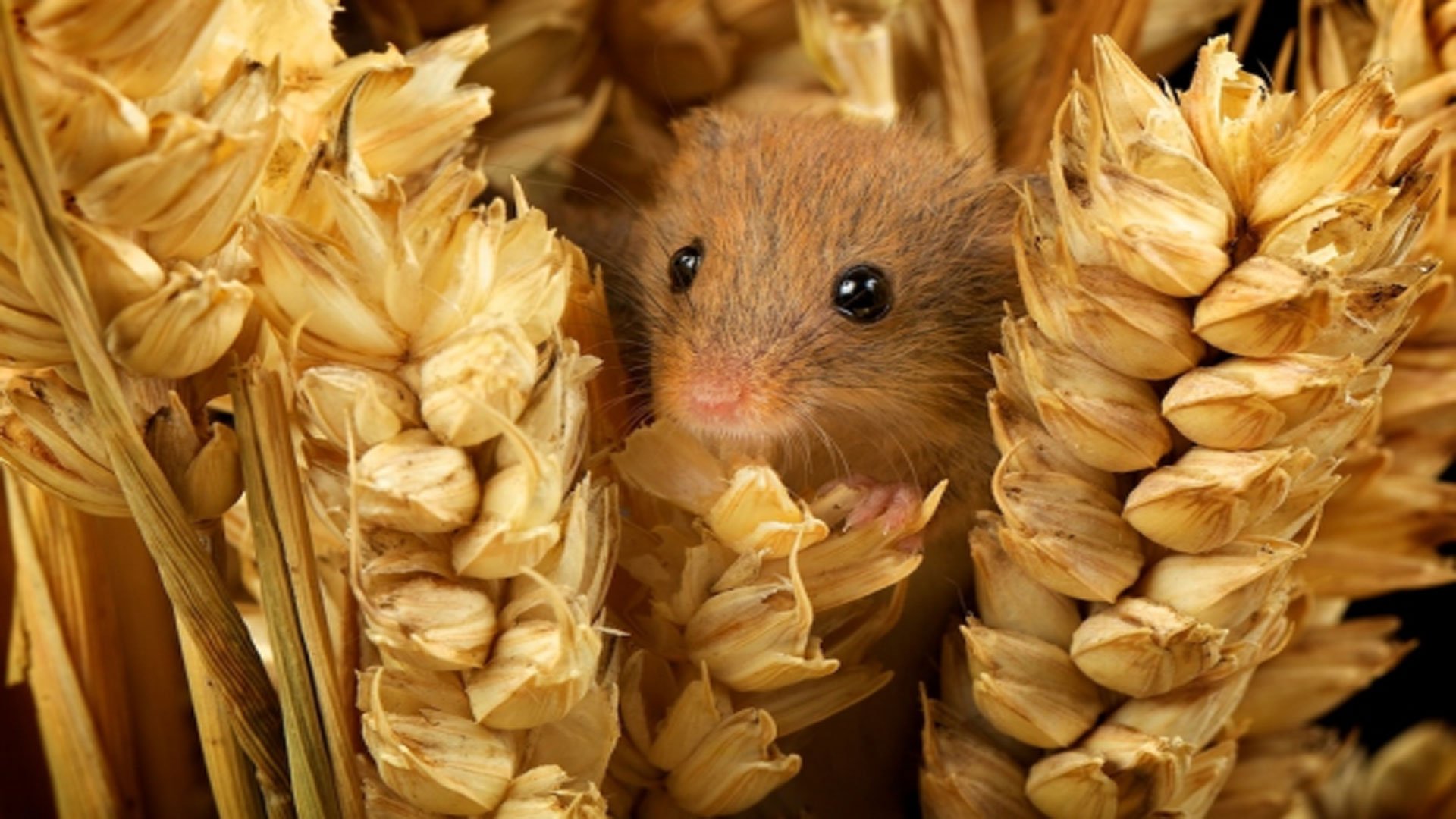 Семя мыши. Что едят мыши. Мышь ест зерно. Мышь ест зернышко. Мышь ест пшеницу.