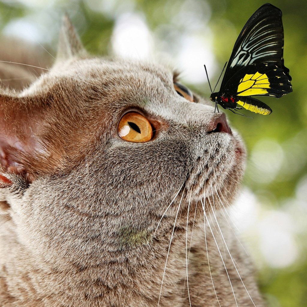 Художник Marilyn Barkhouse