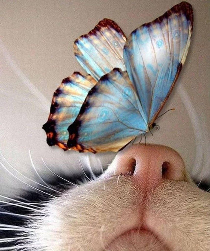 Художник Марсия Болдуин котенок с бабочкой