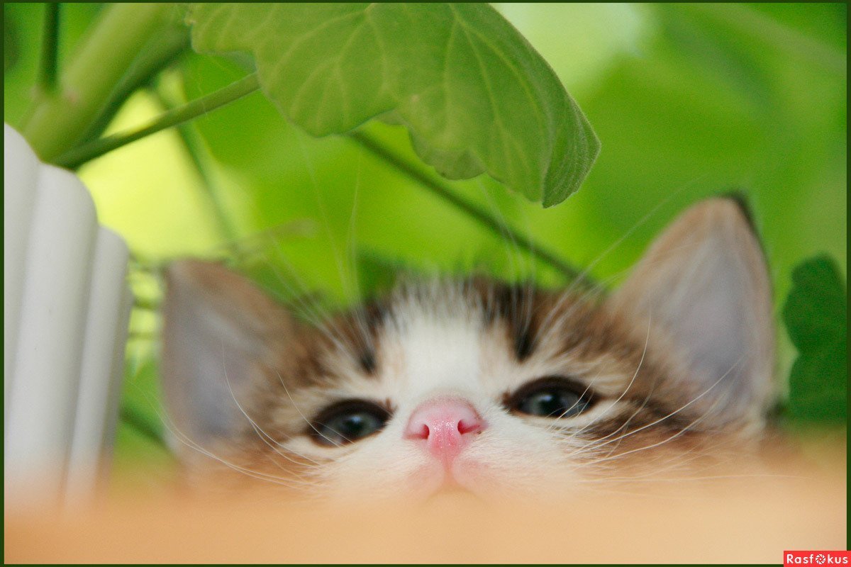 Алмазные мозаики Painting Diamond кот