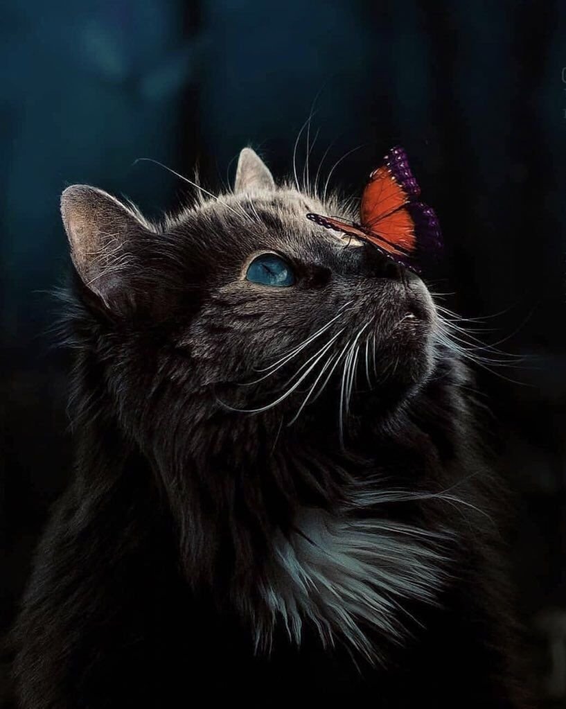 Lowell Herrero кошки картины