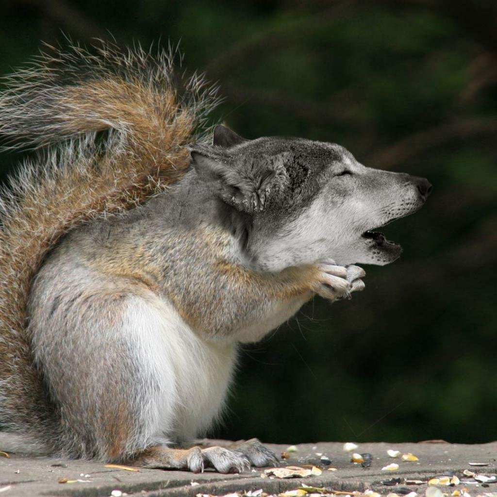 Зайцы лисы волки