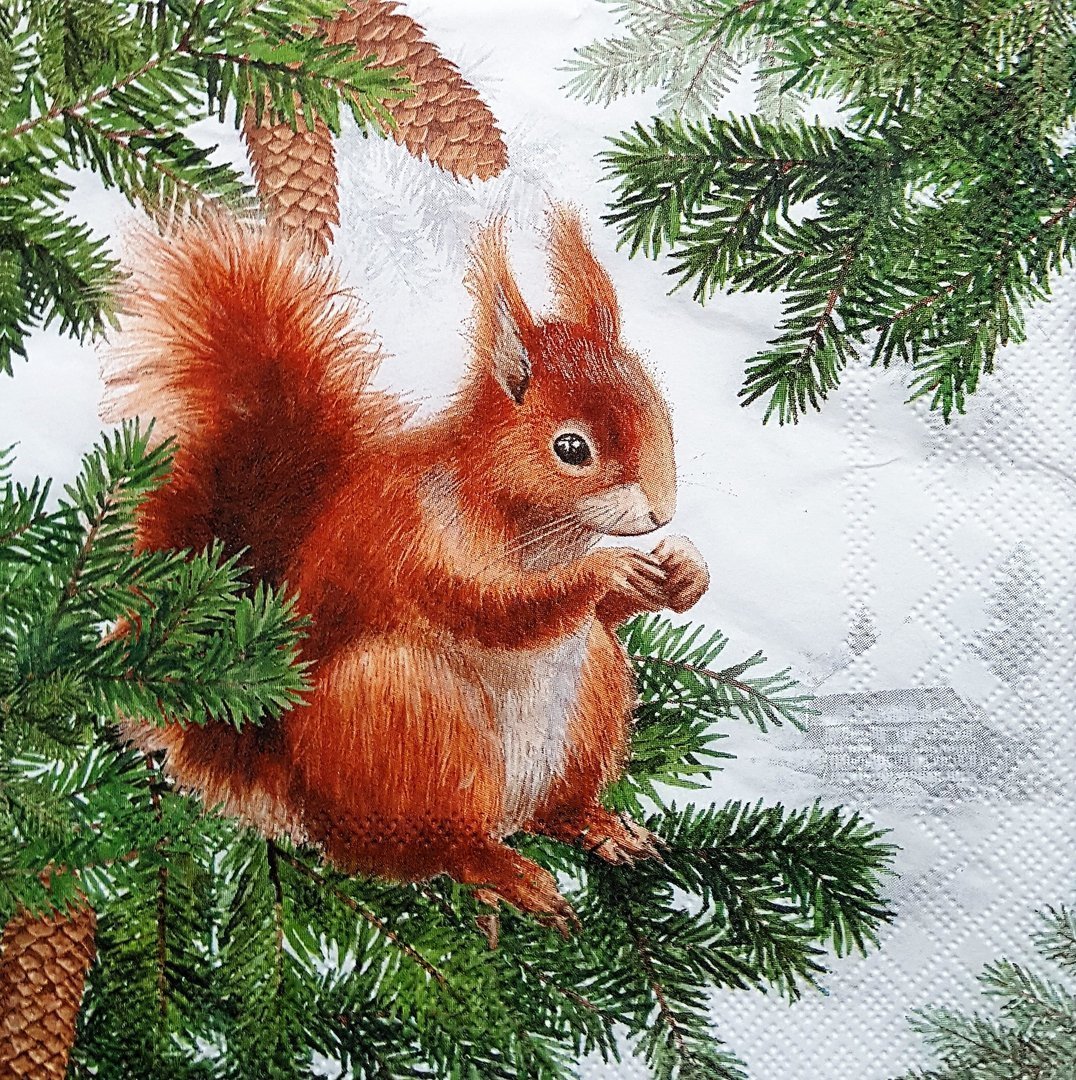 Серая белка