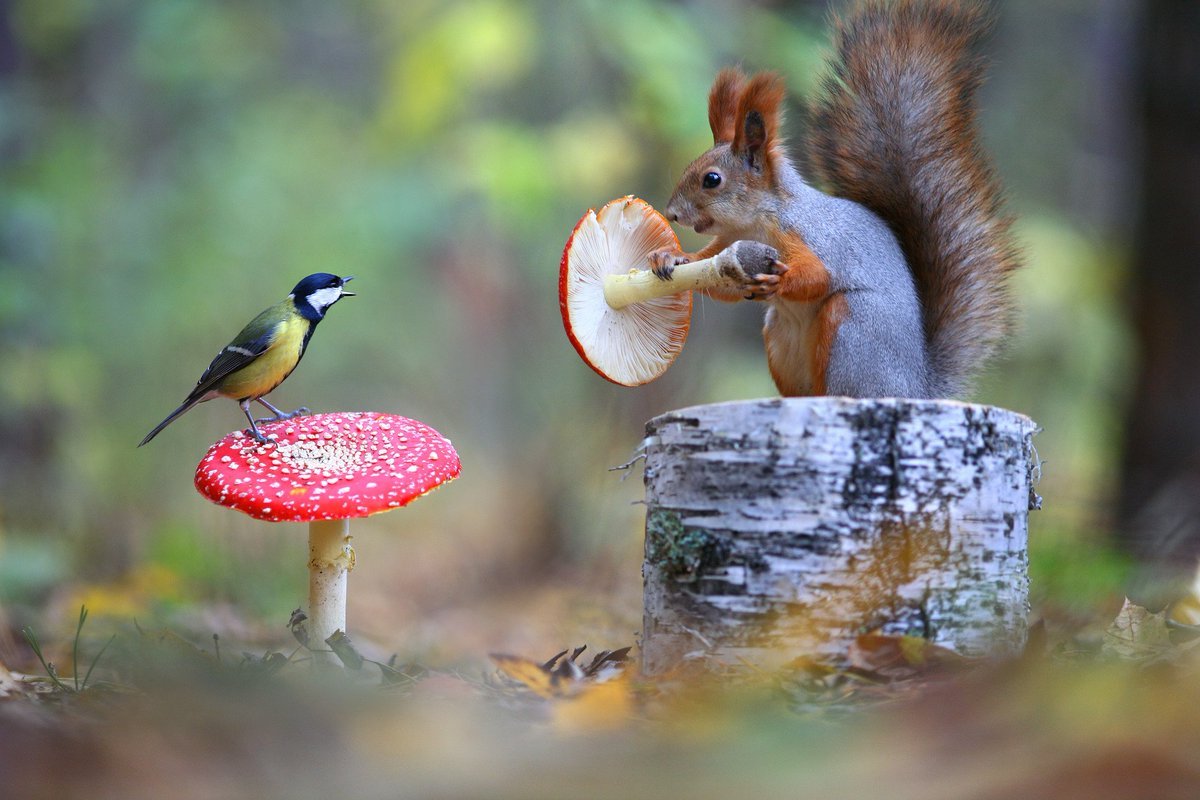 Вадим Трунов фотограф белки