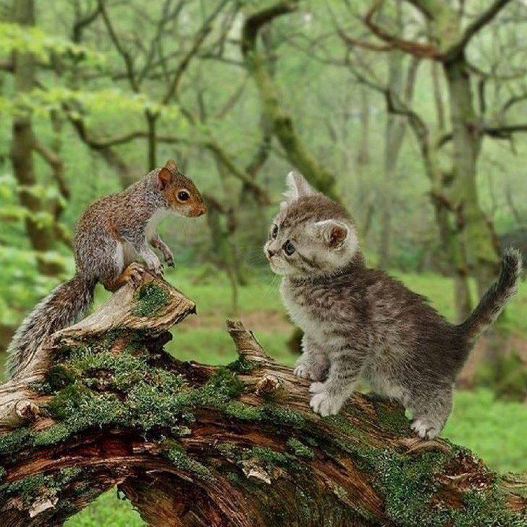 Бельчонок и котенок