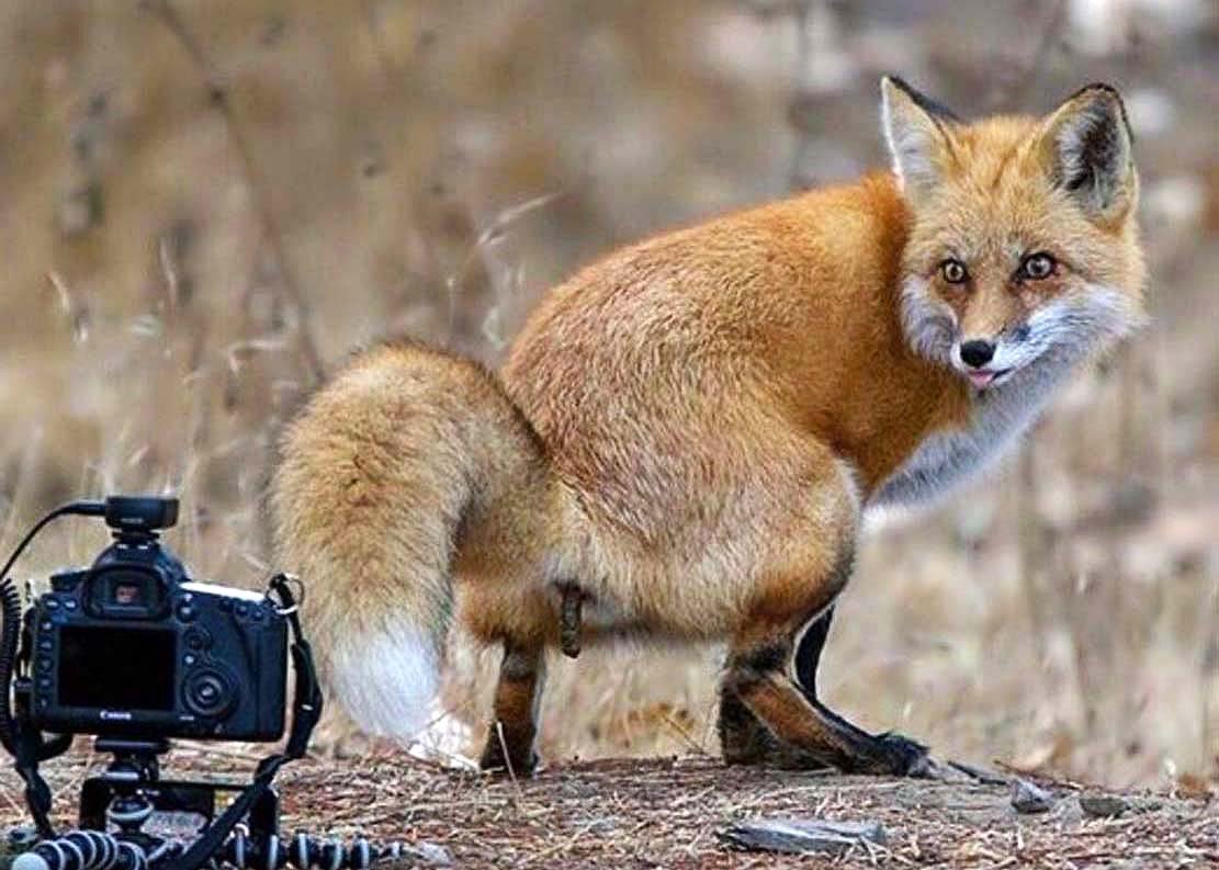 Лиса какает