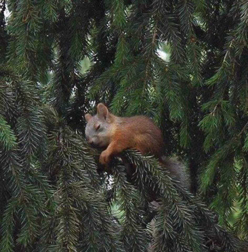 Спящие белки