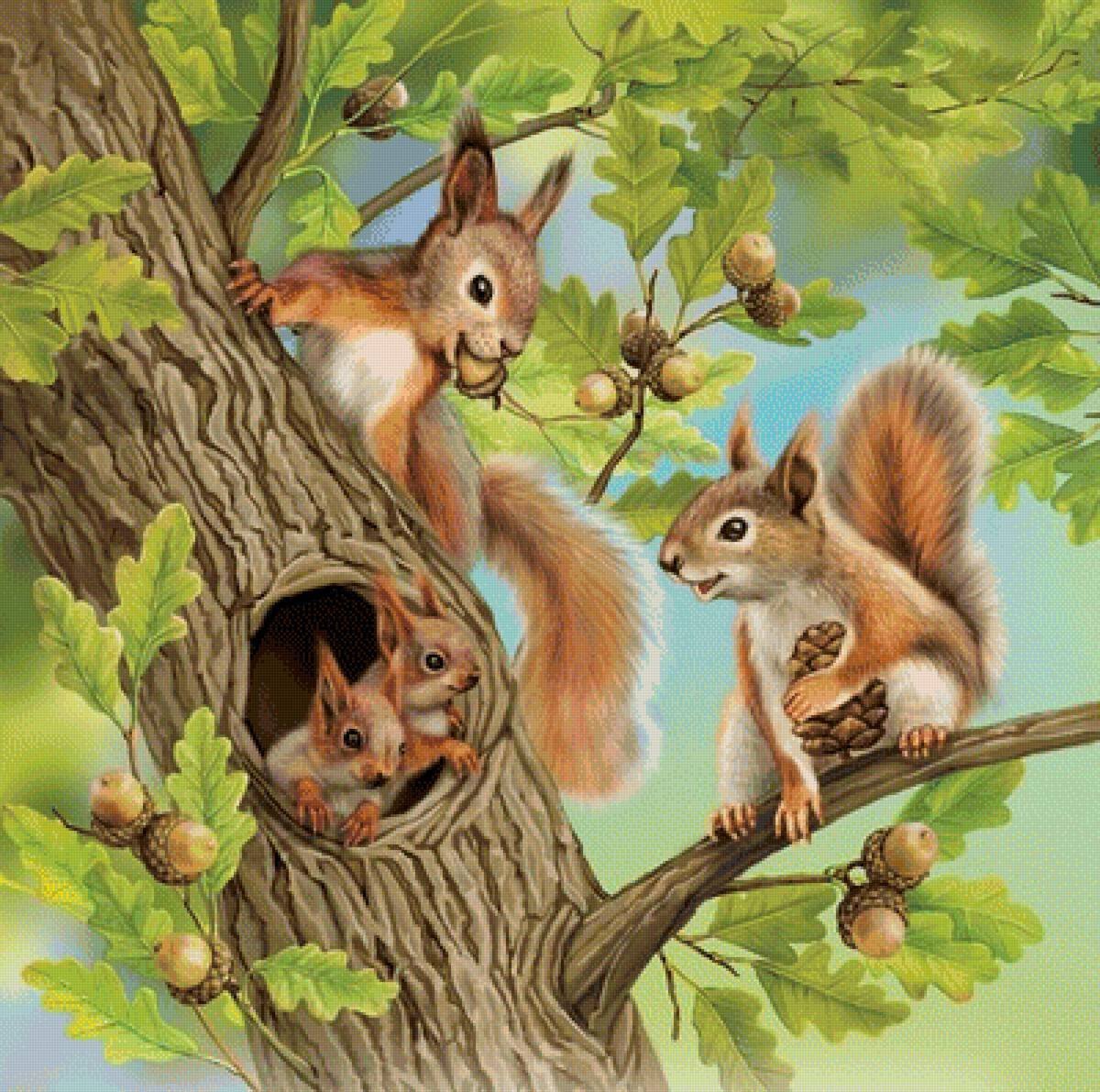 Белочка рисунок