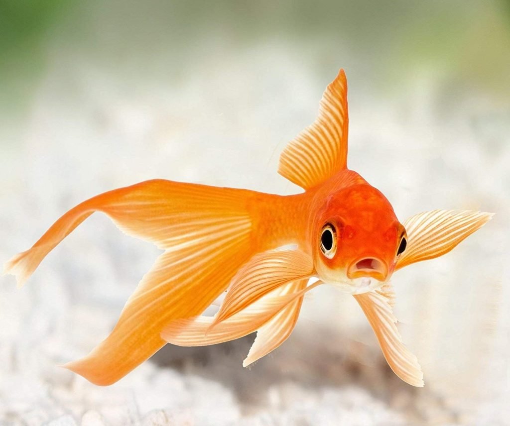 Рыбка Комета вуалехвост