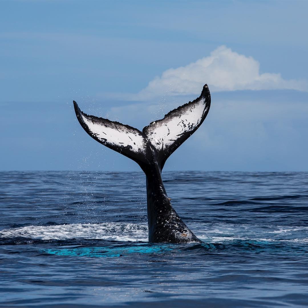 Хвост горбатого кита