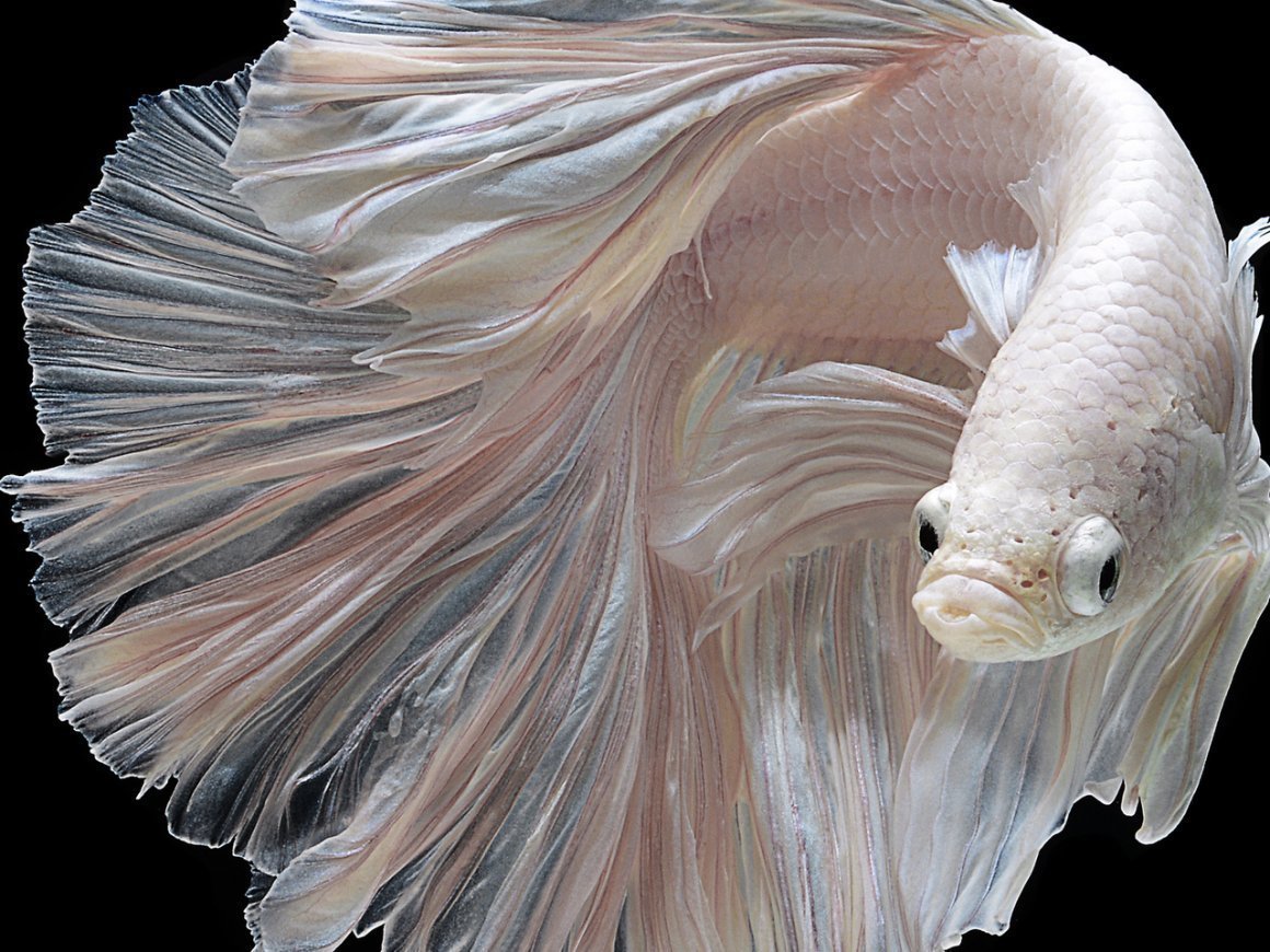 Рыбы с красивыми плавниками