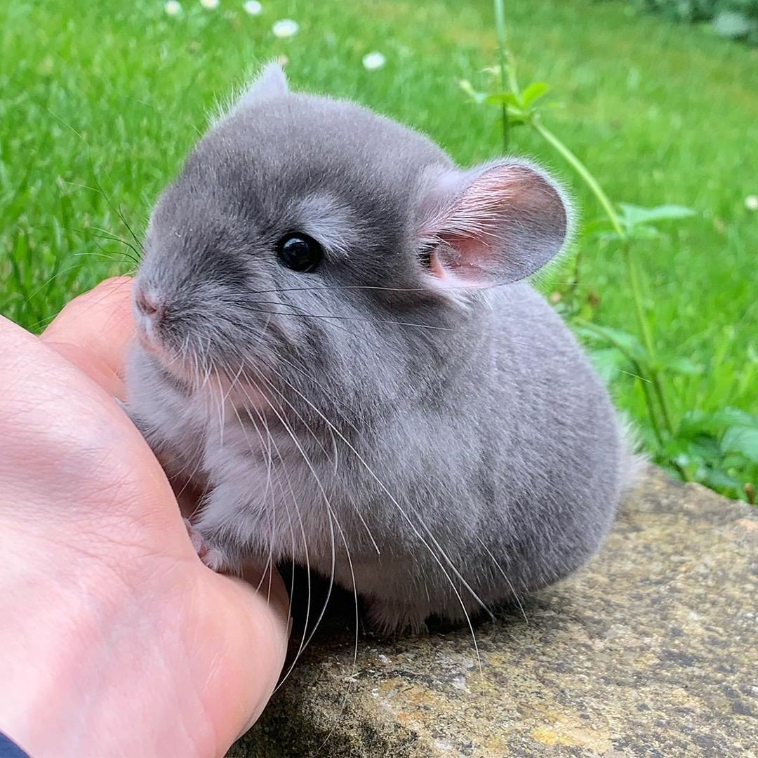 Шиншилла маленькая
