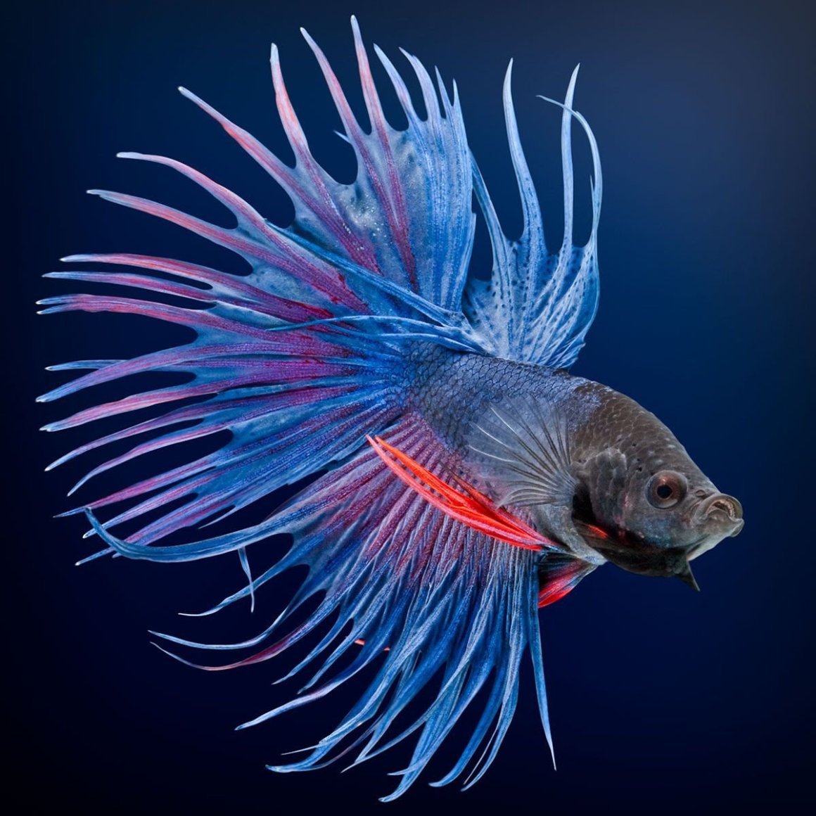 Betta Crowntail