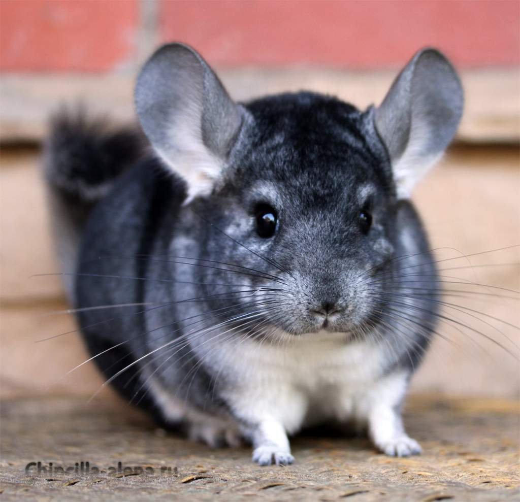Короткохвостая шиншилла
