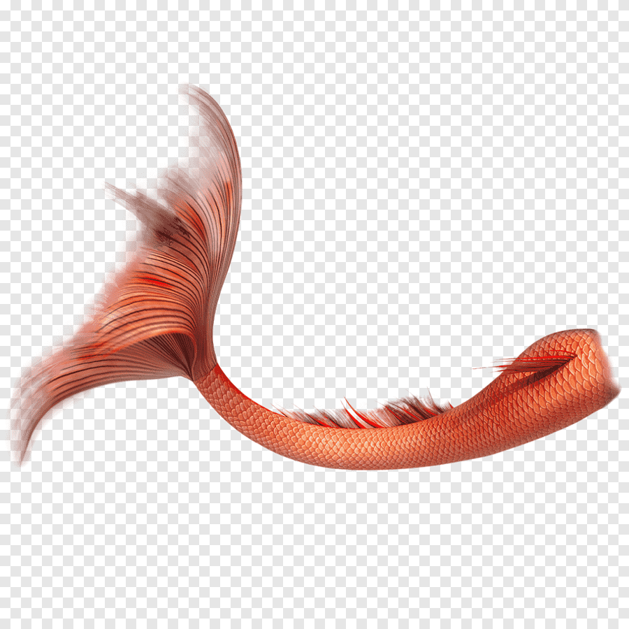 Хвостик для фотошопа