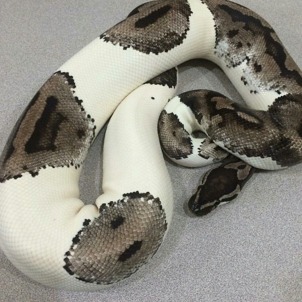 Pet python