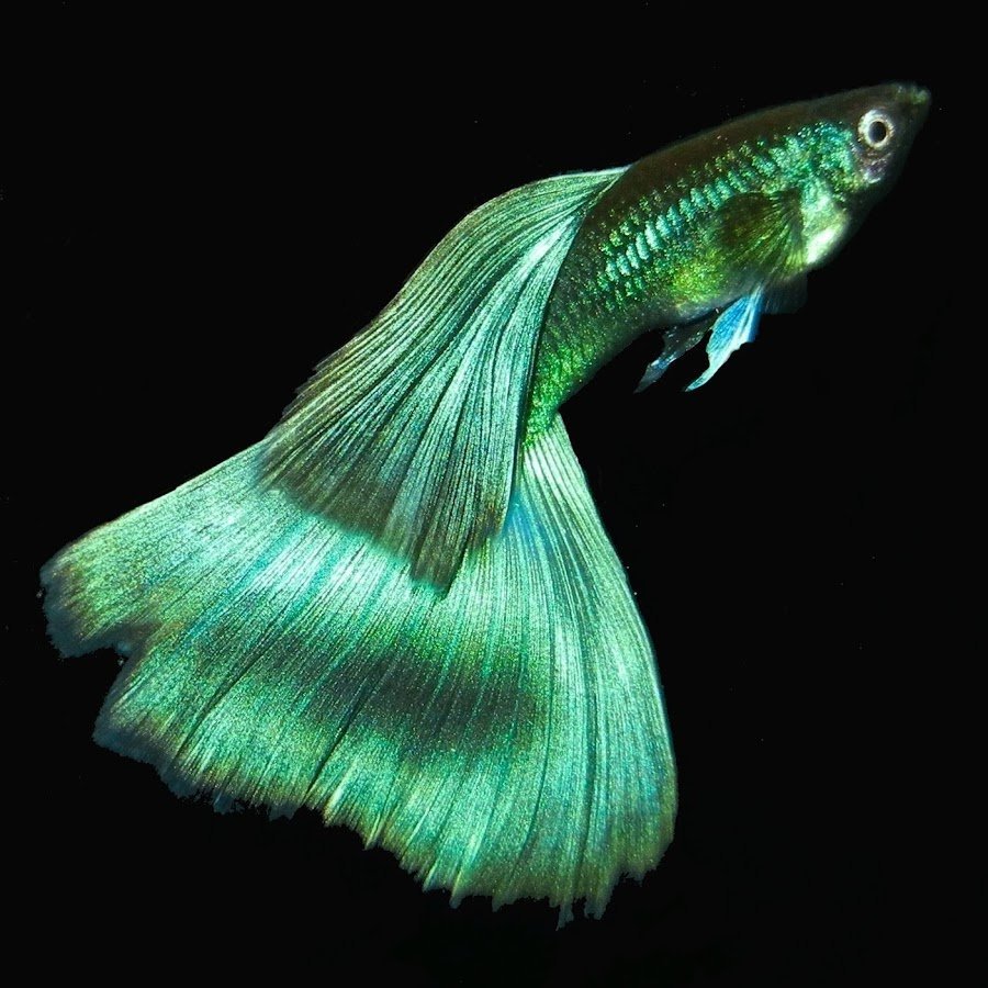 Аквариумные рыбки гупики