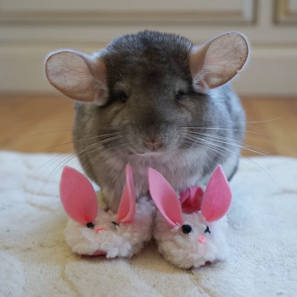 Смешные шиншиллы