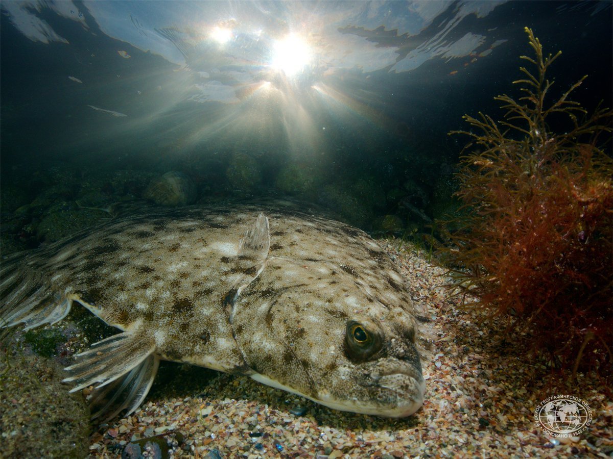 Длинноиглая рыба-ёж