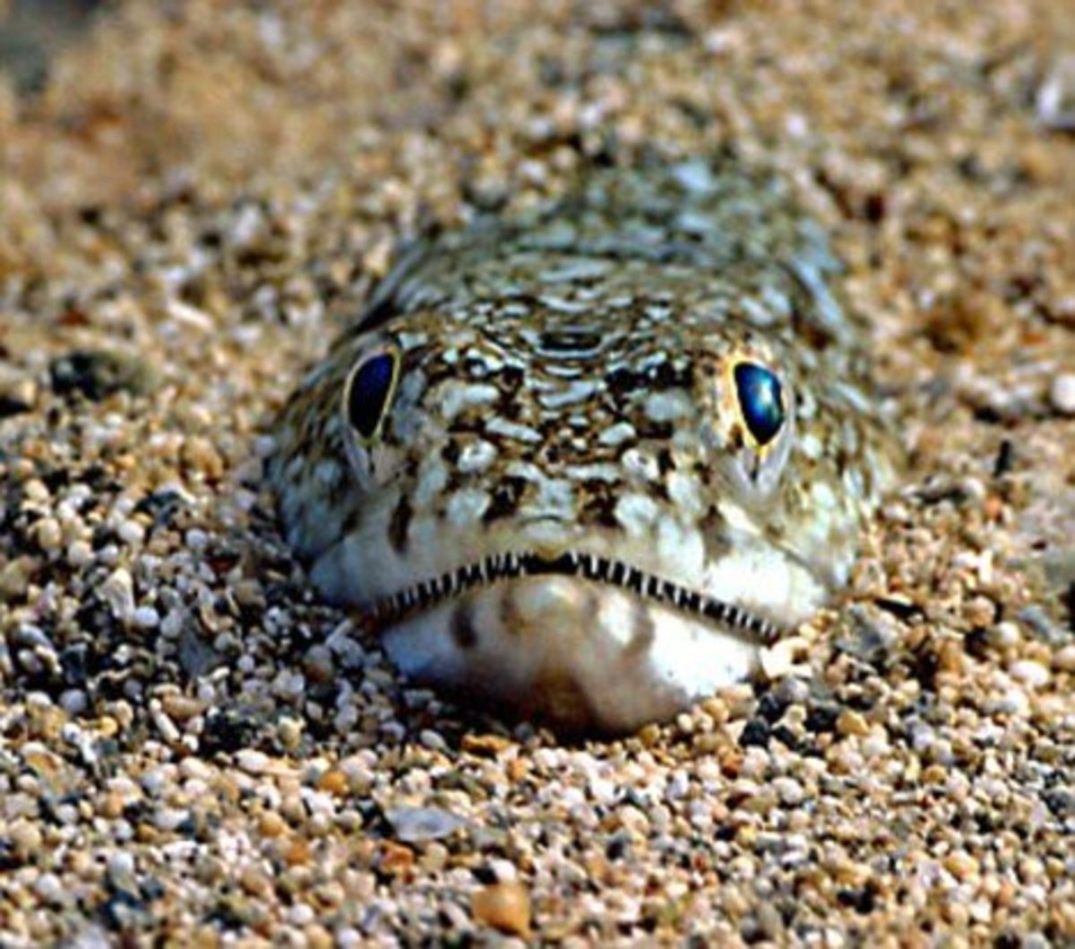 Рыбки черного моря