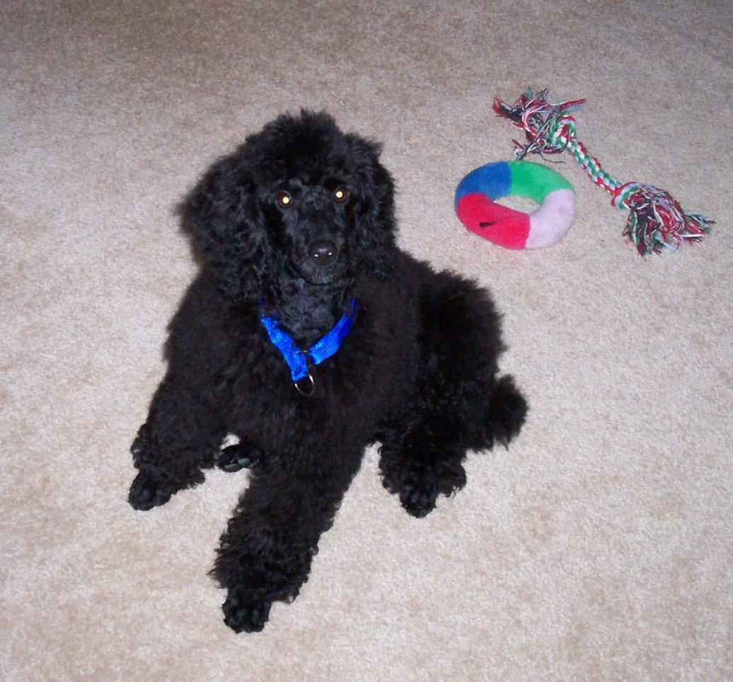 Пудель карликовый Радий