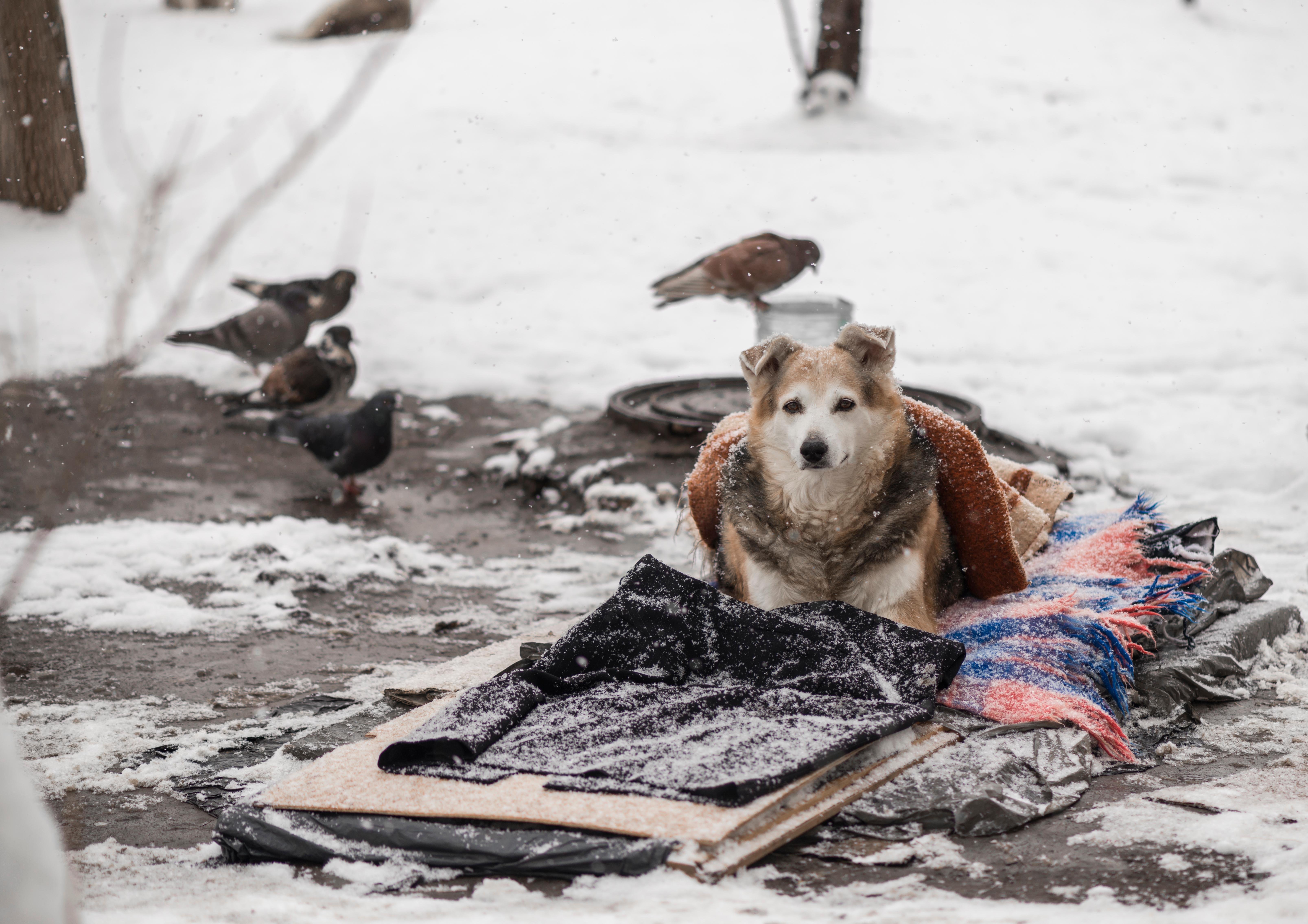 Снег голодный. Бездомные животные зимой. Бродячие животные зима. Бездомный щенок в снегу. Бездомные собаки зима.