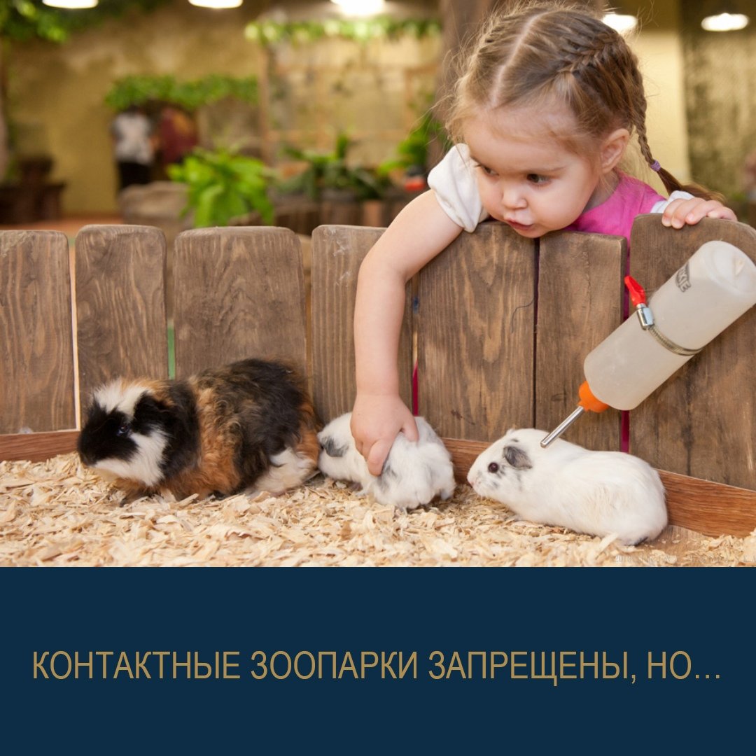 Кто ухаживает за животными. Домашние животные для детей. Контактный зоопарк. Дети с домашними животными. Забота о животных.