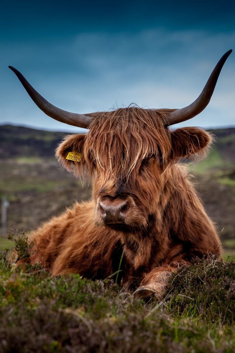 Красивые рогатые животные