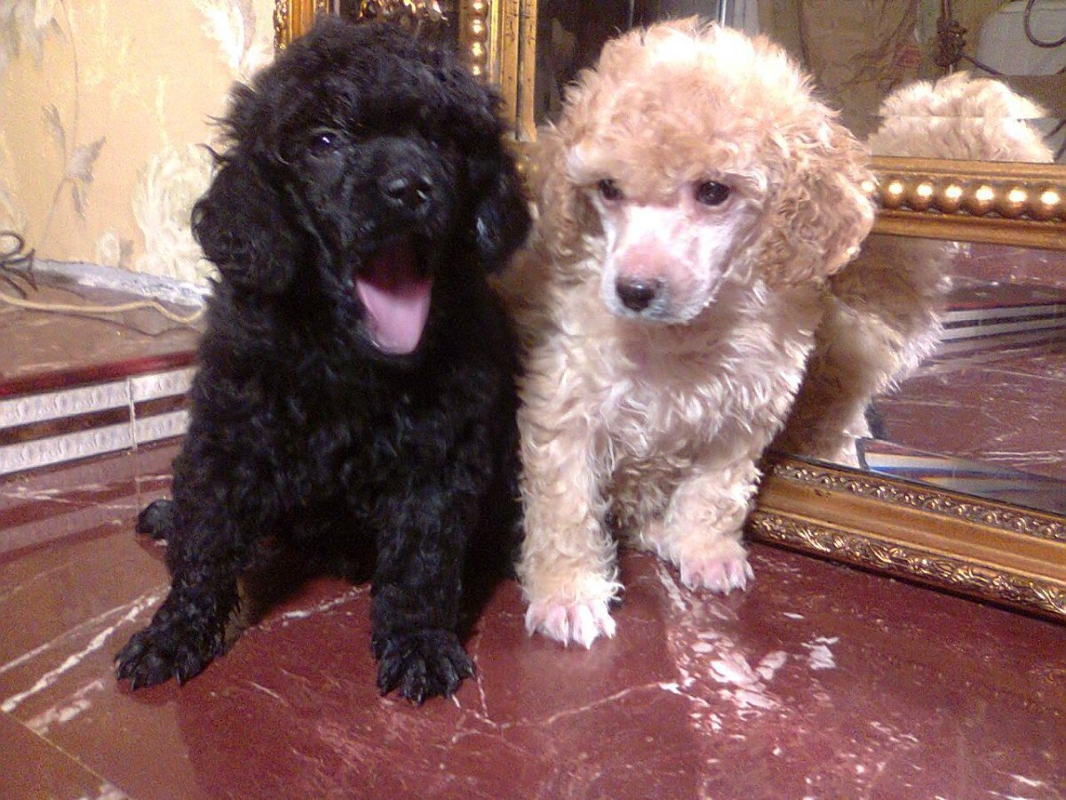 Средний пудель абрикосовый