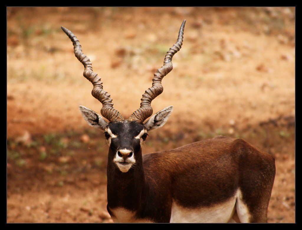 Косуля геренук