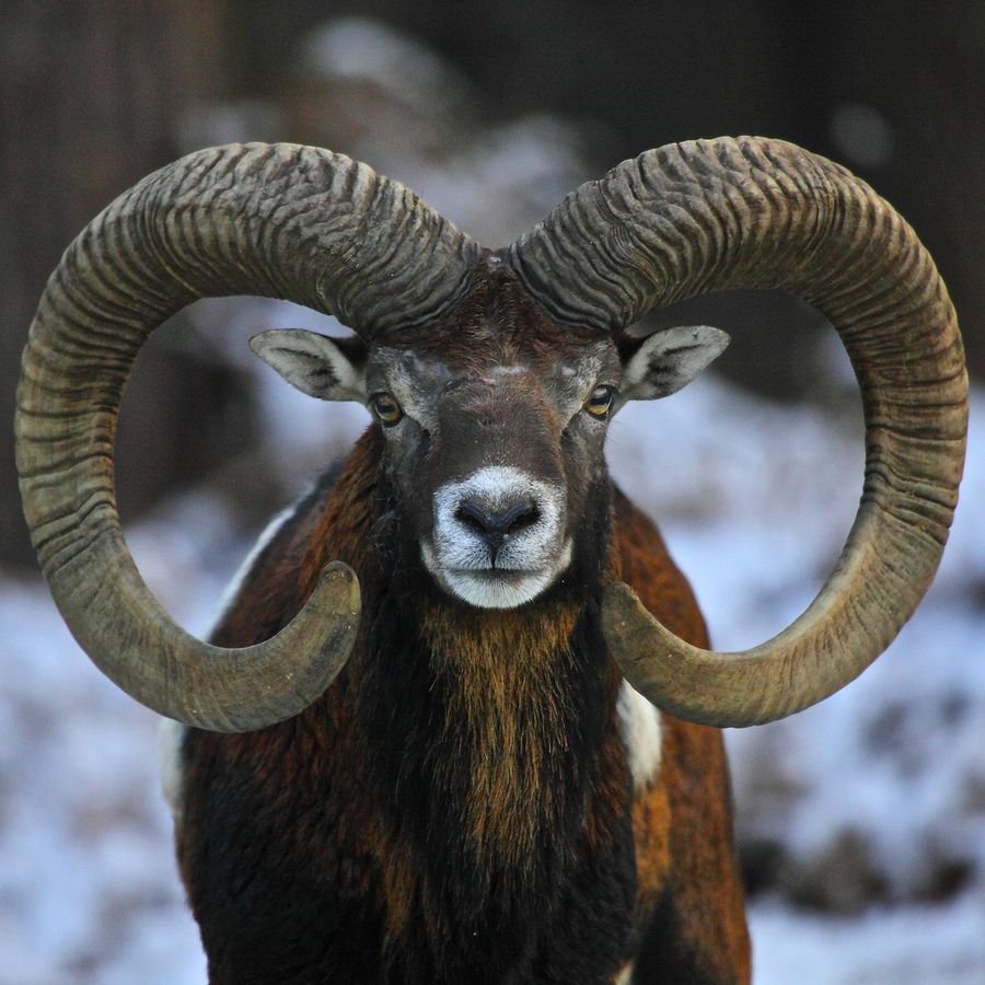 Черепа рогатых животных